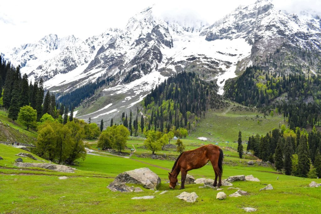 Kashmir Itinerary from Ahmedabad 5, 7 & 10 Days Complete Guide (2026)